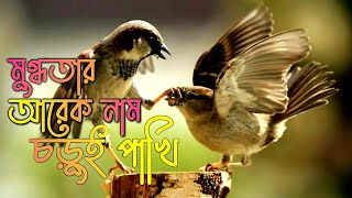 মুগ্ধতার আরেক নাম চড়ুই পাখি // chorui pakhir