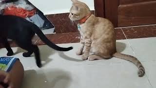 #cat #shortsyoutube #kitten #cute #kitten #love ##kitten #catlover #play