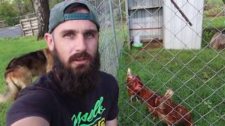 Bizy Ranch got some new chickens!