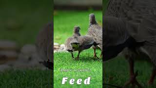 Dove  Baby is asking Feed from Her Mom