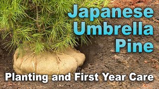 Planting a Rare Japanese Umbrella Pine