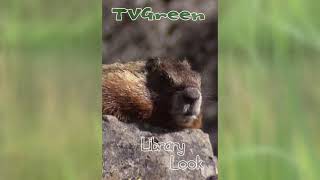 FaunaView: Yellowstone #Shorts - Mountain Marmots