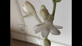 Tubéreuse Blanche Double 'La perle', Polianthes tuberosa 'The Pearl' Le parfum divin