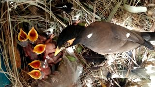 Baby birds in nest , Myna feeding Chicks in nest/