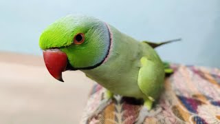 parrot Talking mein Mitthu