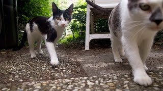 Compilation of Cats following owners