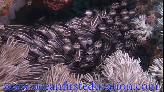 Schooling Striped Catfish