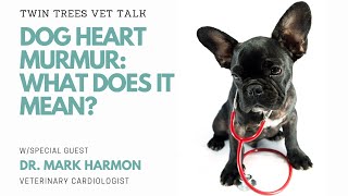 Dog Heart Murmur -What Does It Mean?  Is it Serious?│Twin Trees Vet Talk (FREE VET ADVICE PODCAST)