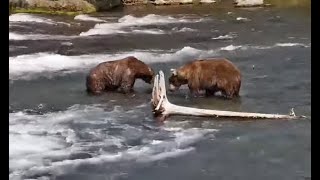 Katmai Bears 747 & 856 Size Each Other Up - 1st On-Cam Confrontation of 2022 - Explore.org