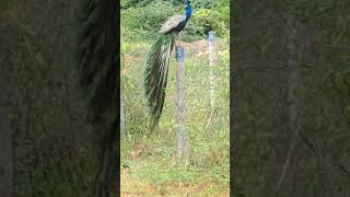 Madurai peacock