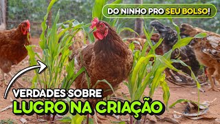 💰Sobre Lucro: Como Vender Ovos e Ganhar Dinheiro com Galinhas? Respondendo Inscritos!