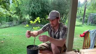 Bending a Young Bonsai Oak. What Can You Do With A Long Spindle Tree?