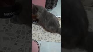 Kucing manja