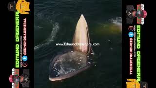 AMAZING: Eden Whale Trap Feeding Time