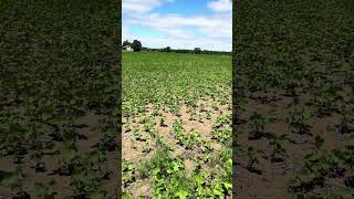 Soybean Plants #trending