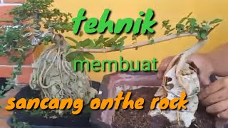 Tehnik Membuat Bonsai Sancang Onthe Rock