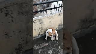 English bulldog vs American bully