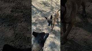 baby Belgian Malinois antagonizes big Belgium Malinois