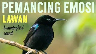 KOLIBRI GACOR MATERI MANTAP DI JAMIN AMPUH | HUMMINGBIRD SONG