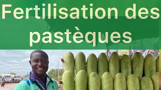 Culture de la pastèque : fertilisation de la pastèque