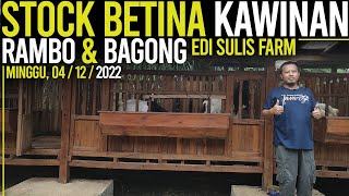 BETINA KAWINAN ANAK TEMBONG !!! HARGA KAMBING KALIGESING EDI SULIS FARM.