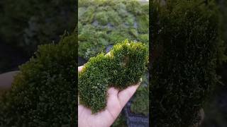 Moss Ricardia Clump For Aquascape..