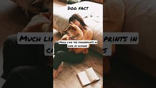 Like fingerprints in humans | Dog fact | cute dog #cutedogs #facts