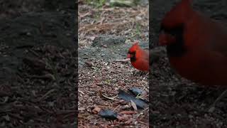 Very Rear Red Sparrow #worldtour #bird #nature