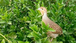 "Partridge Vocalizations: A Treat for the Ears | Vlogs and Hunting.