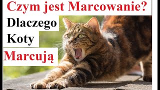 Czym jest Marcowanie Kotów - Dlaczego Koty Marcują