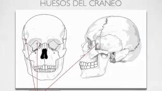 Aparato Locomotor: Huesos del Cráneo.