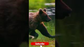 Title: "Majestic Brown Bear Running in Water 🐻 #nature #wildlife #viral#shorts #animal ''