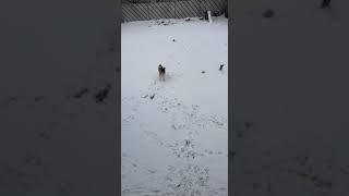 American Akita loves snow