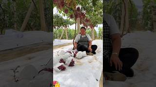 Enjoy beautiful nature with rural JF 37 | farm fresh ninja fruit cutting #shorts #satisfying