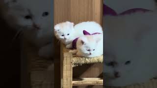 Cute Kittens 🧶😻🥹 #cats #kittey #cuteanimal #kittty #cutecat #catlover #kittypets #cutepet #cute