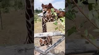 Let's Visit Zurich Zoo Together! | Featuring Giraffe Feeding! #shorts