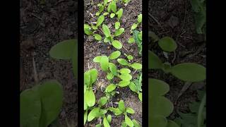 Flowers that spread quickly ; Calendula seedlings #gardening #flowers