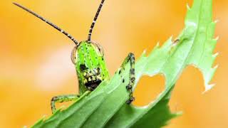 Facts About Grasshopper