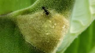 Harvesting Food Bodies Montage