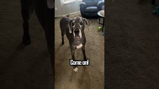 Hilarious Musical Dog's Serenade Downstairs 🐶🎵