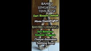 Bambu Demak & Bambu Bombana Sulawesi Tenggara