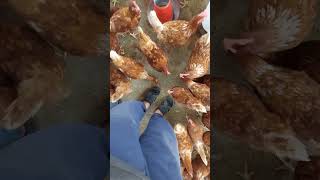 Lohman Brown starter hens in Karachi #shorts #animals