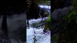 Waterfall #shorts #nature #viral #river #mountains #forest #salmon