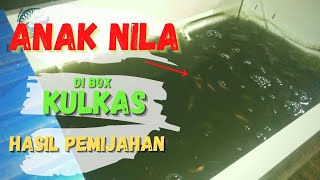 PEMIJAHAN NILA SEDERHANA SKALA KECIL PAKAI BOX KULKAS