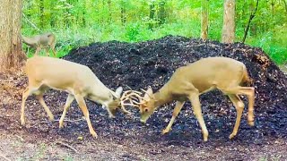 My best September trail cam vids--sparring bucks, deer zoomies, Kubota puller, turkeys chasing.