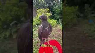 Eagle 🦅 take a bath #save #assisting #snaps #trap #baby #cage #waterbirds #eagles