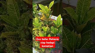 Gus Baha : rahasia sederhana siap hadapi kematian !!