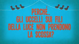 Perché gli uccelli sui fili della luce non prendono la scossa?