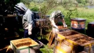 3. Beekeeping. Формируем инкубаторы с расплодом .