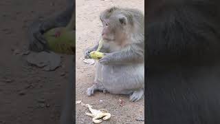 Monkey video  Prank monkey #funny #monkey #monkeyvideo #animals #funnyanimal #monkeyshow #animals